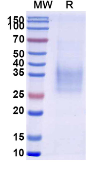 Recombinant Human CD47/MER6 Protein, C-His