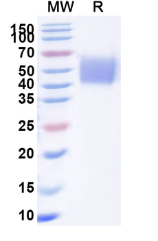 Recombinant Human CD66c/CEACAM6 Protein, C-His
