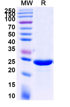Recombinant Human IL7 Protein, C-His