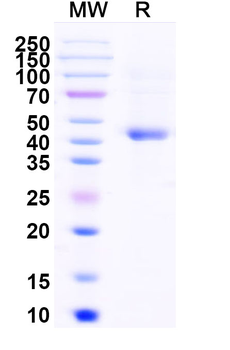 Recombinant Human BMP2 Protein, N-Fc