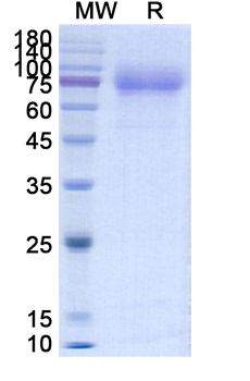 Recombinant Human CD115/CSF1R Protein, C-His