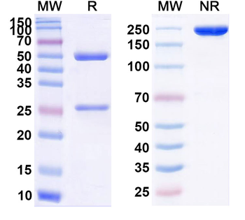 CD40/TNFRSF5 Rat Monoclonal Antibody