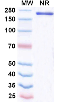 Mouse IgG1 kappa Isotype Control Monoclonal Antibody