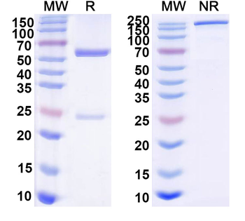 Mouse IgG1 kappa Isotype Control Monoclonal Antibody