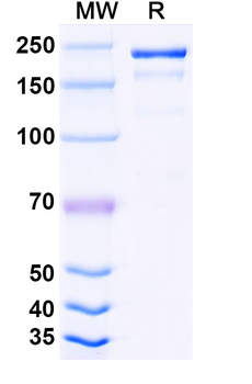 Human IgG4 Lambda Isotype Control Monoclonal Antibody