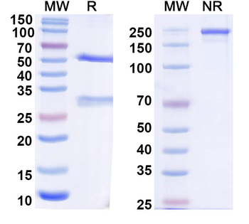 IL11RA Mouse Monoclonal Antibody