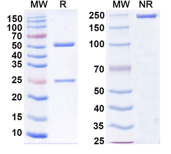 CD71/TFRC Mouse Monoclonal Antibody