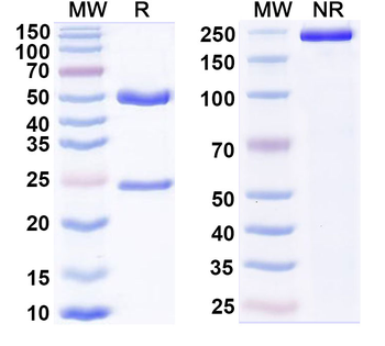 BTN2A1 Mouse Monoclonal Antibody