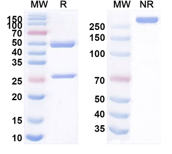 CD132/IL2RG Mouse Monoclonal Antibody
