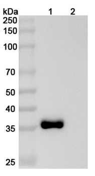 PRLR Mouse Monoclonal Antibody