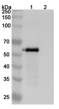 PODXL Mouse Monoclonal Antibody