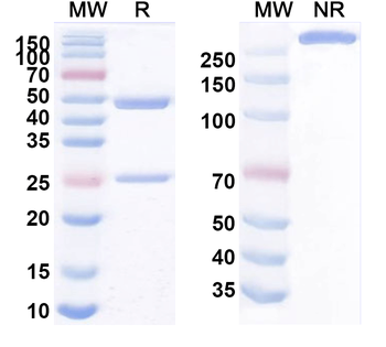 XCR1 Mouse Monoclonal Antibody