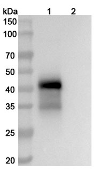 MUC17 Mouse Monoclonal Antibody