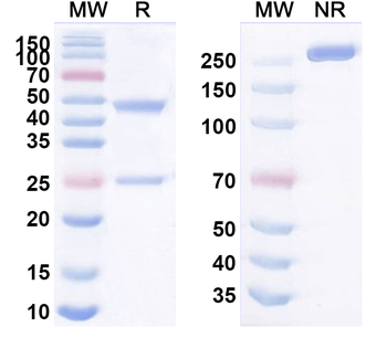 MSLN/Mesothelin Mouse Monoclonal Antibody