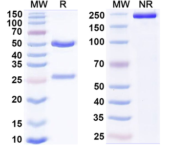 SNCA/Alpha-synuclein Mouse Monoclonal Antibody