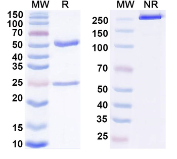 LOX-1 Mouse Monoclonal Antibody