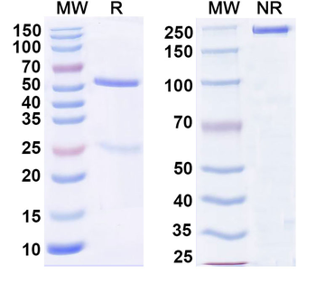CD13/ANPEP/APN Mouse Monoclonal Antibody