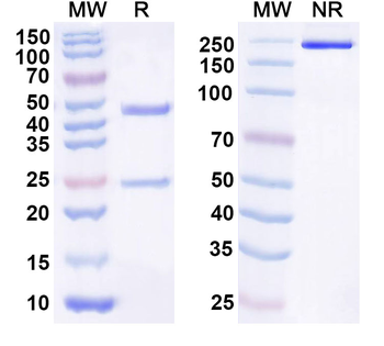 CD282/TLR2 Mouse Monoclonal Antibody