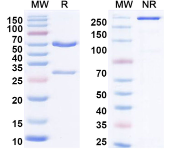 CD15/SSEA-1/Lewis x Mouse Monoclonal Antibody