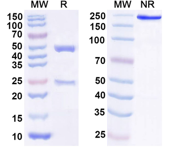 CD335/NCR1/NKp46 Mouse Monoclonal Antibody