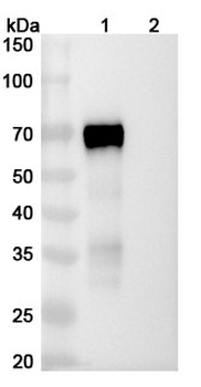 CD335/NCR1/NKp46 Mouse Monoclonal Antibody