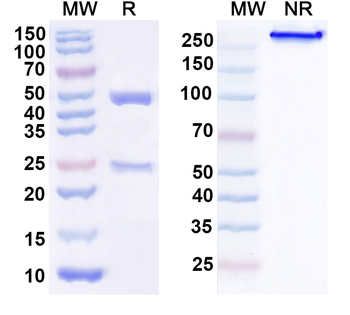 TMEFF1 Mouse Monoclonal Antibody