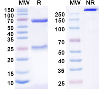 CD9 Mouse Monoclonal Antibody