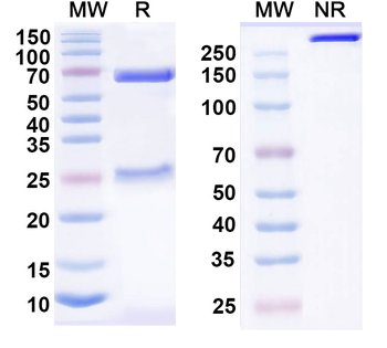 CD41/ITGA2B/CD61/ITGB3 Mouse Monoclonal Antibody