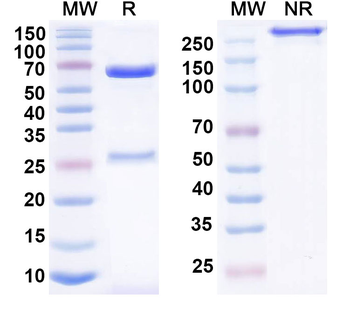 CD167a/DDR1 Mouse Monoclonal Antibody