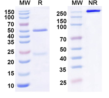 MAG Human Monoclonal Antibody