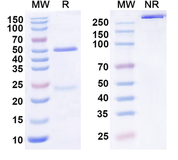 SCARB2/CD36L2 Mouse Monoclonal Antibody