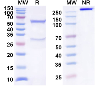 sLea/CA19-9 Mouse Monoclonal Antibody