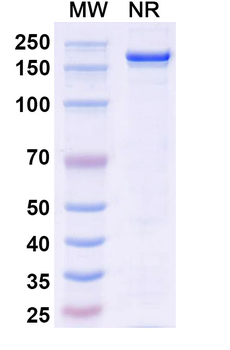 SLC34A2/NaPi2b Human Monoclonal Antibody