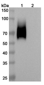 CD66a/CEACAM1 Mouse Monoclonal Antibody