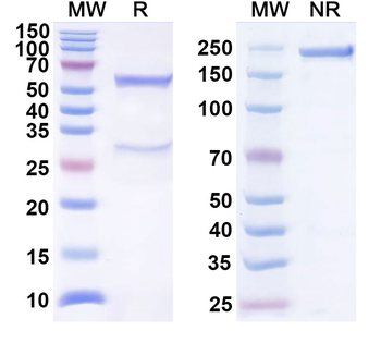 CD222/IGF2R Mouse Monoclonal Antibody