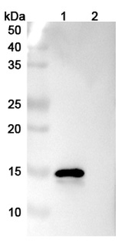 CCL7/MCP-3 Mouse Monoclonal Antibody
