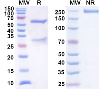 CX3CL1/Fractalkine Mouse Monoclonal Antibody