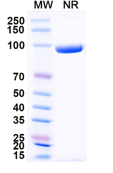 CXCL11/I-TAC Mouse Monoclonal Antibody
