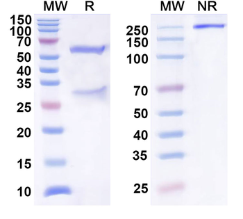 CXCL9/MIG Mouse Monoclonal Antibody
