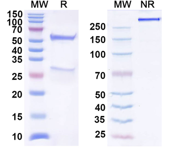 CCL8/MCP-2 Mouse Monoclonal Antibody