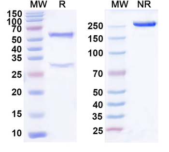 CCL3/MIP-1-alpha Mouse Monoclonal Antibody