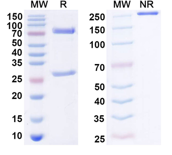 TGFB1/TGF-beta-1 Mouse Monoclonal Antibody