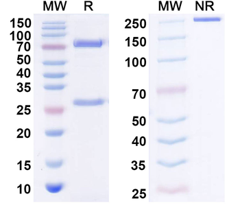 FGF1/aFGF Mouse Monoclonal Antibody