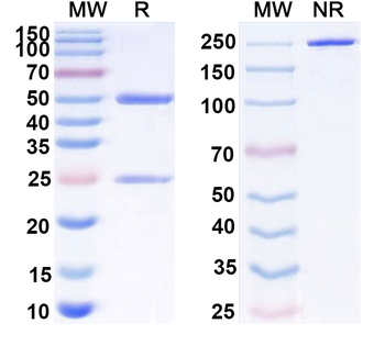 GDF2/BMP9 Mouse Monoclonal Antibody