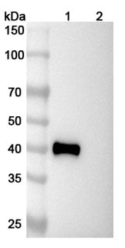 NECTIN4/PVRL4 Mouse Monoclonal Antibody