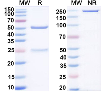 IL28B/IL28C/IFNL3 Mouse Monoclonal Antibody