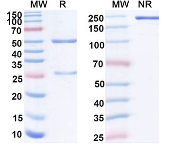 IL21 Mouse Monoclonal Antibody