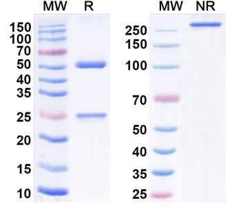 IL15 Mouse Monoclonal Antibody