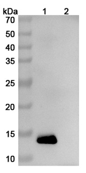 IL13 Mouse Monoclonal Antibody