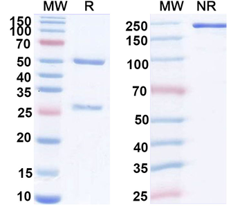 IL8/CXCL8 Mouse Monoclonal Antibody